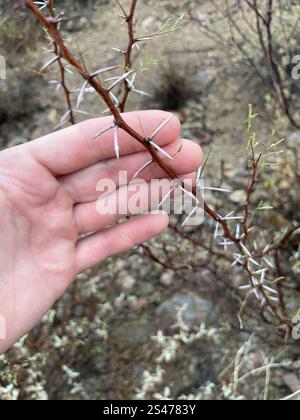 Weißhornakazie (Vachellia constricta) Stockfoto