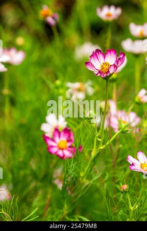 Verstreute rosafarbene Kosmos Blumen in voller Blüte mit üppigem grünem Hintergrund Stockfoto