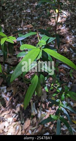 Pflaumenkiefer (Podocarpus elatus) Stockfoto