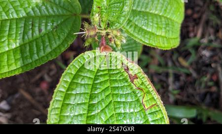 Kosters Fluch (Miconia crenata) Stockfoto