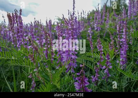 Feinblättrige Vetch (Vicia tenuifolia) Stockfoto