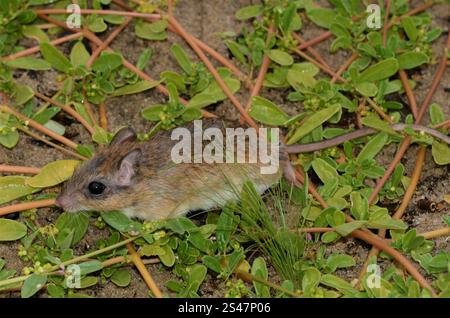 Bushveld-Gerbil (Gerbilliscus leucogaster) Stockfoto