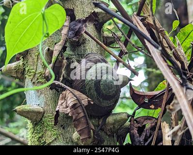 Puerto-ricanische Baumschnecke (Caracolus caracolla) Stockfoto