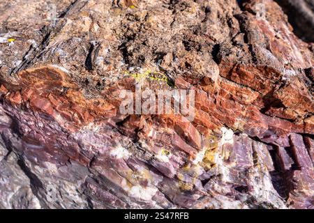 Farbenfroher Querschnitt des versteinerten Waldes im versteinerten Forest National Park Arizona Stockfoto
