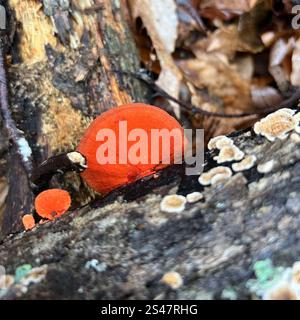Nördliches Zinnober-Polypore (Trametes cinnabarina) Stockfoto