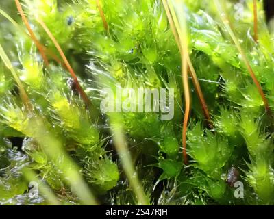 Heide-Sternmoos (Campylopus introflexus) Stockfoto