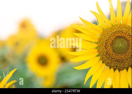 Nahaufnahme einer Sonnenblume und in der Hälfte gerahmt und selektiver Fokus mit anderen verschwommenen Sonnenblumen im Hintergrund. Stockfoto
