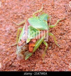 Wacholder Shield Bug (Cyphostethus Tristriatus) Stockfoto