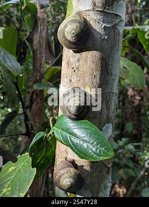 Puerto-ricanische Baumschnecke (Caracolus caracolla) Stockfoto