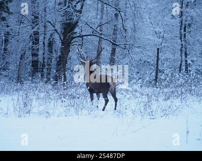 Ein männlicher Rotwild (cervus elaphus), der bei Sonnenaufgang im Schnee im Waldgehege Kottenforst in Bonn, Deutschland, von der Kamera weggerichtet ist Stockfoto
