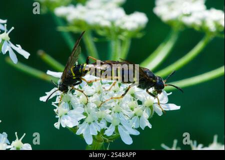 Edle Wasp-Sägefliege (Tenthredo vespa) Stockfoto