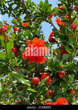 Blühender Granatapfelbaum mit leuchtenden Blüten und Knospen. Konzept von natürlicher Schönheit, Wachstum und den Wundern eines fruchtbaren Gartens. Stockfoto