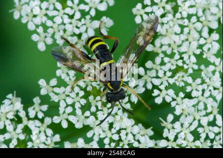 Edle Wasp-Sägefliege (Tenthredo vespa) Stockfoto