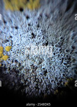 Mörtelflechte (Myriolecis dispersa) Stockfoto