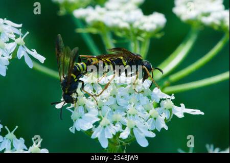 Edle Wasp-Sägefliege (Tenthredo vespa) Stockfoto