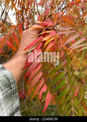 Prairie flameleaf sumac (Rhus lanceolata) Stockfoto