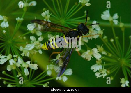 Edle Wasp-Sägefliege (Tenthredo vespa) Stockfoto