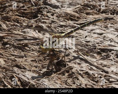 Gelb gestreifter Jäger (Austrogomphus guerini) Stockfoto
