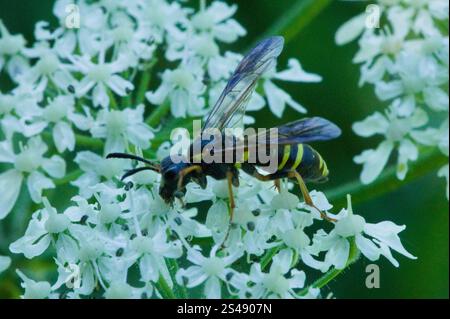 Edle Wasp-Sägefliege (Tenthredo vespa) Stockfoto