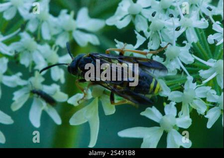 Edle Wasp-Sägefliege (Tenthredo vespa) Stockfoto