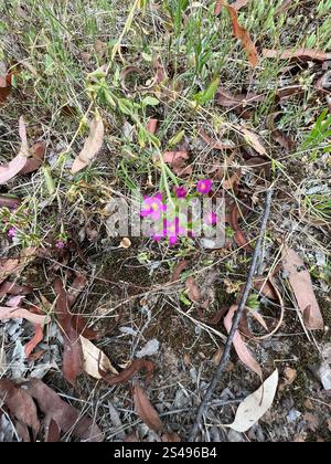Schlanke Zentaury (Centaurium tenuiflorum) Stockfoto
