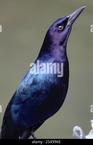 Männlicher Vogel posiert mit schlankem Schnabel Stockfoto