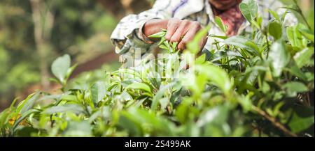 Nahaufnahme einer alten Frau, die am Arbeitsplatz getragene Hände pflückt, Camellia Sinensis verlässt traditionelle Methode auf der asiatischen Bergplantage Nuwara Eliya. Agrar Stockfoto