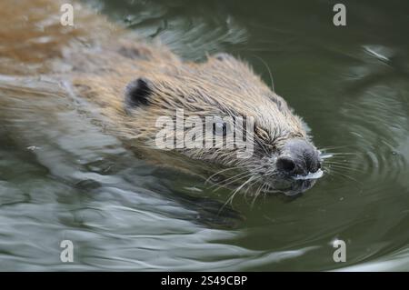 Ein schwimmender Biber im Wasser, umgeben von Natur, europäischer Biber (Castor Fiber), Gefangener, Bayern Stockfoto