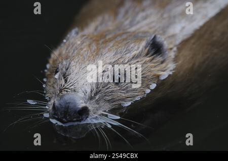 Ein Biber schwimmt im dunklen Wasser, mit Wassertropfen auf seinem Fell, europäischer Biber (Castor-Faser), Gefangener, Bayern Stockfoto
