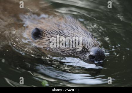 Ein Biber schwimmt ruhig in einem fließenden Fluss, europäischer Biber (Castor Fiber), Gefangener, Bayern Stockfoto