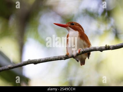 zwergeisenvogel (ispidina madagascariensis) in den Regenwäldern Ostmadagaskars Stockfoto