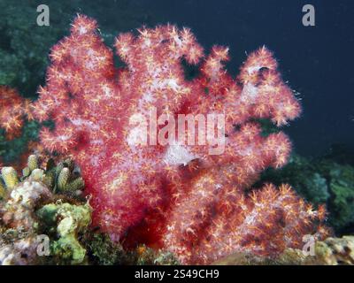 Leuchtende rosa Baumkorallen (Dendronephthya) erstrecken sich unter dem blau-grünen Wasser des Meeres, Tauchplatz Pidada, Penyapangan, Bali, Indonesien, Asien Stockfoto