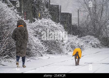 Winterwetter, starker Schneefall, Frau mit Hund, mit Winterdecke, im Schneesturm, Essen, Nordrhein-Westfalen, Deutschland, Europa Stockfoto