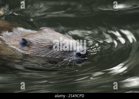 Schwimmender Biber in fließendem Wasser, wachsam und wachsam, europäischer Biber (Castorfaser), Gefangenschaft, Bayern Stockfoto
