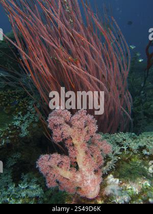 Rote Baumkorallen (Dendronephthya), Strauchgorgonien, rute Gorgonien (Ellisella ceratophyta) und andere Weichkorallen bedecken ein Unterwasserkorallenriff in vibra Stockfoto