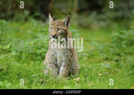 Ein junger Luchs sitzt aufrecht im Wald, umgeben von grüner Vegetation, eurasischer Luchs (Lynx Luchs), Hessen Stockfoto