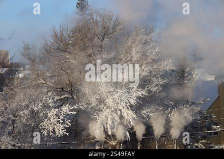 Dicker Raureif auf Baumzweigen scheint weiß in der Morgensonne Stockfoto