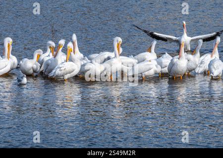 Eine Kolonie amerikanischer weißer Pelikane (Pelecanus erythrorhynchos), die im Grand/Neosho River am Fuße des Fort Gibson Dam in Fort Gibson, OK, steht. Stockfoto