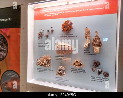 Toronto, ON, Kanada - 18. Dezember 2024: Die Naturhistorischen Sammlungen werden in einer Ausstellung im Royal Ontario Museum ausgestellt. Stockfoto