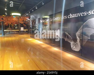 Toronto, ON, Kanada - 18. Dezember 2024: Die Naturhistorischen Sammlungen werden in einer Ausstellung im Royal Ontario Museum ausgestellt. Stockfoto