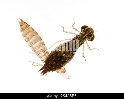 Dorsale Ansicht einer aquatischen grünen DärnerLibelle (Anax junius) Nymphe (Naiad) mit ihrem kürzlich geschmolzenen Exoskelett. Isoliert auf weiß Stockfoto