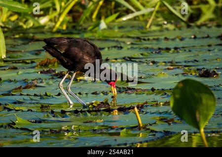 Wattled Jacana, Jacana jacana, auf Wasserpflanzen in Rio Chagres, Soberania Nationalpark, Colon Provinz, Republik Panama, Zentralamerika Stockfoto