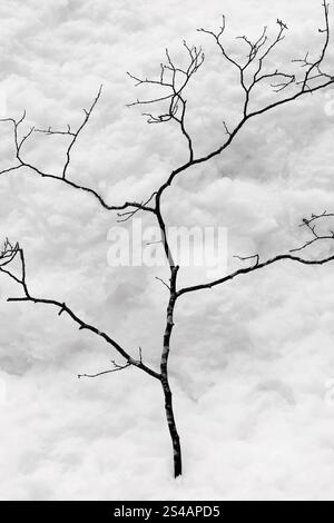 Ein Baumzweig fiel auf eine schneebedeckte Oberfläche Stockfoto
