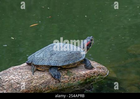 Florida Schildkröte - Trachemys scripta elegans - auf einem Felsen am Teich Stockfoto