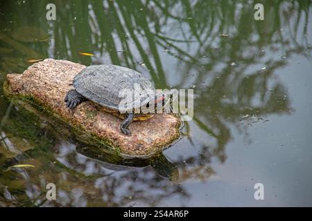 Florida Schildkröte - Trachemys scripta elegans - auf einem Felsen am Teich Stockfoto