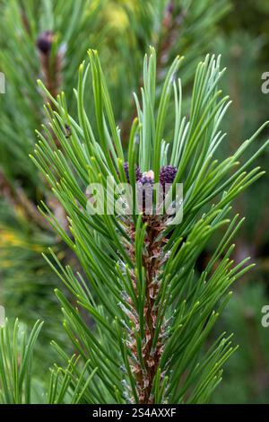 Ein Baum mit grünen Blättern und braunen Spitzen Stockfoto