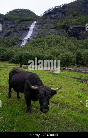 Eine Hochlandkuh mit schwarzem zotteligem Fell und langen Hörnern grasen auf einer Wiese mit dem Asafossen-Wasserfall im Hintergrund, in Jostedal, Norwegen, mit einem Stockfoto