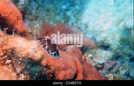 Discodoris atromaculata im Mittelmeer, Leopardensternschnecke oder Kuhschnecke Stockfoto