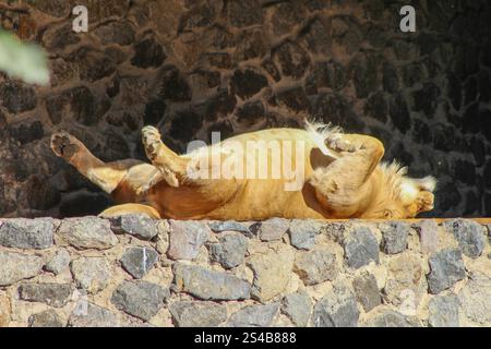 Löwin schläft auf ihrem Rücken. Das Tier sonnt sich in der Sonne. Löwe schläft in der Sonne Stockfoto