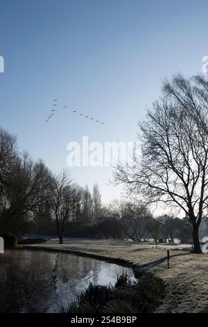 Bourne, Großbritannien. Januar 2025. Schwäne fliegen in Formation über St. Peter's Pool an einem frostigen Morgen in der Gegend von Wellhead in Bourne, Lincolnshire, England, Großbritannien. Quelle: Jonathan Clarke/Alamy Live News Stockfoto